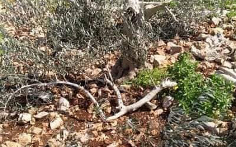 Thirty olive trees sawed down by Brochin settlers in the town of Kafr Ad-Dik, Salfit governorate