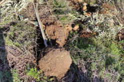 Olive seedlings and metal corners stolen by settlers in  Bruqin village land – Salfit governorate