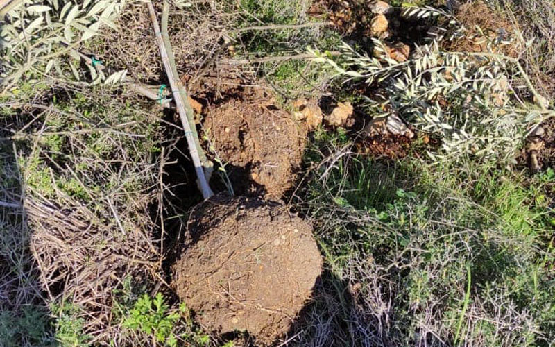 Olive seedlings and metal corners stolen by settlers in  Bruqin village land – Salfit governorate