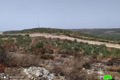 Israeli Occupation Forces torch 103 olive trees in Jenin governorate