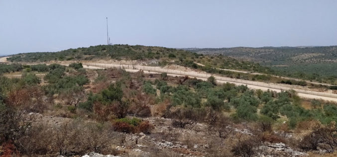 Israeli Occupation Forces torch 103 olive trees in Jenin governorate