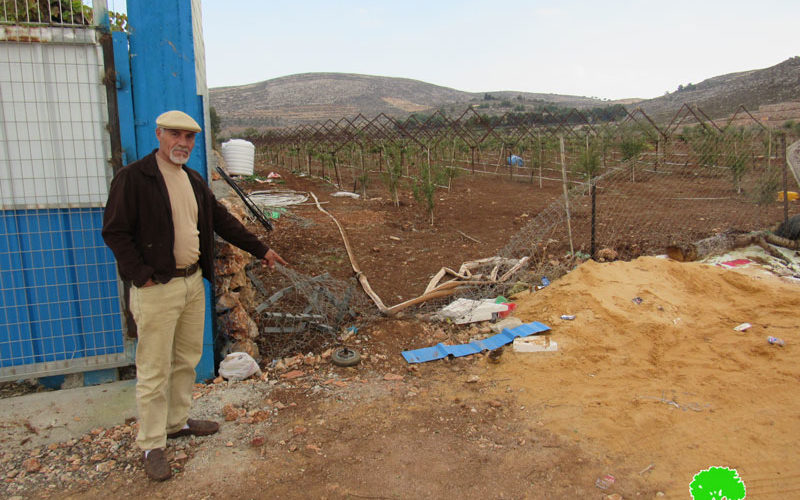 Colonists carry out Vandalisms and Lootings in Turmus’ayya / Ramallah governorate