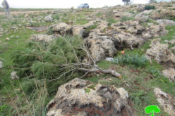الاحتلال يقطع مئات الأشجار الحرجية والزيتون في منطقة عينون بمحافظة طوباس
