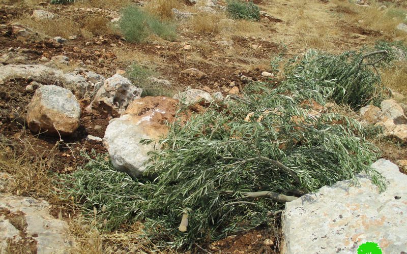 Revava Colonists Sabotage 13 Olive Saplings in Haris Village