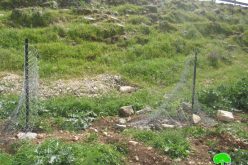Colonists gangs uproot Almond Saplings and Destroy a Siege in Deir Nitham / Ramallah governorate