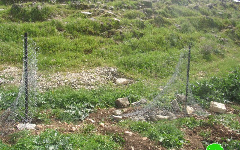 Colonists gangs uproot Almond Saplings and Destroy a Siege in Deir Nitham / Ramallah governorate