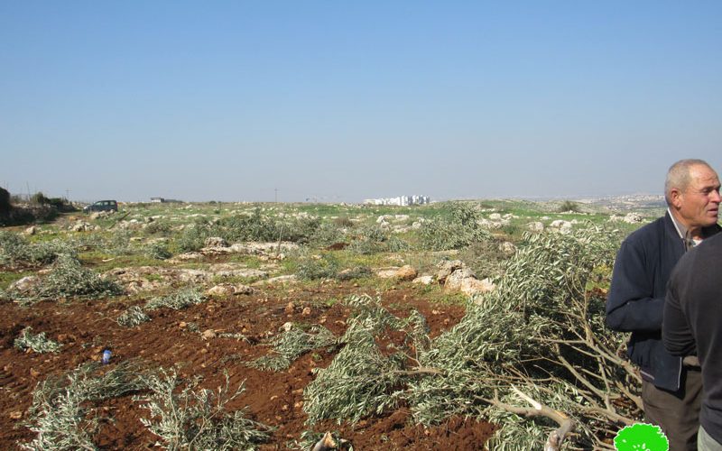 Hundreds of Olives and Almond Saplings Uprooted from Deir Ballut groves \ Salfit governorate