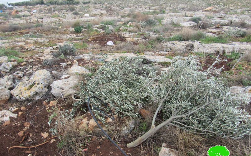 The Occupation cut down Hundreds of Forest and Olive trees in ‘Einun Area / Tubas Governorate