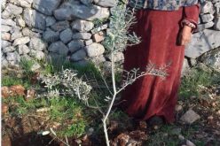 Colonists Down 11 Olive trees in Kafr Ad-Dik town / Salfit Governorate