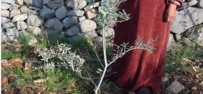 Colonists Down 11 Olive trees in Kafr Ad-Dik town / Salfit Governorate