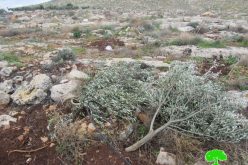 The Occupation cut down Hundreds of Forest and Olive trees in ‘Einun Area / Tubas Governorate
