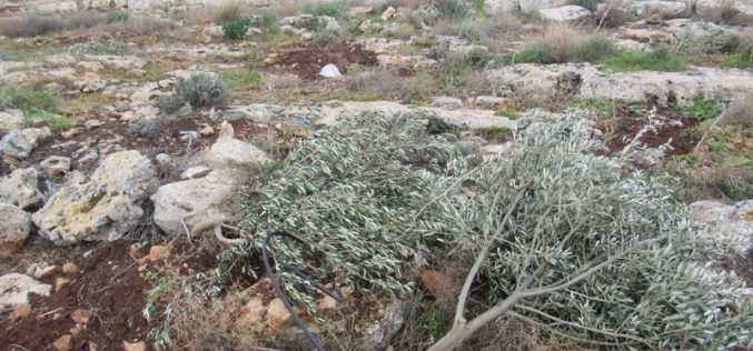 الاحتلال يقطع مئات الأشجار الحرجية والزيتون في منطقة عينون بمحافظة طوباس