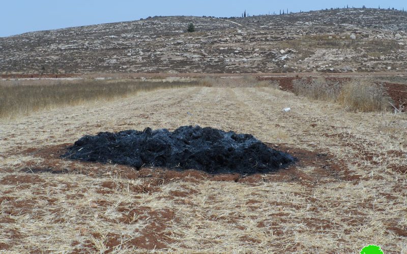 ‘Adei Ad colonists set fire to a Wheat Field in Al-Mughayyir village/ Ramallah Governorate