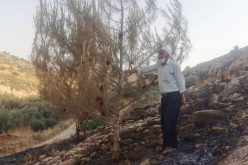 Colonists Set Fire to Olive Trees at Ar-Rihiya village south Hebron