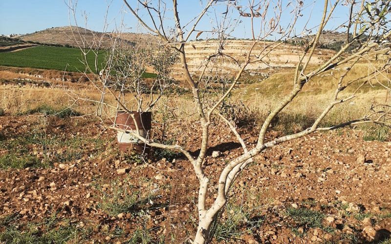 مستعمرون يسممون بالمواد الكيميائية أشجار زيتون في بلدة سنجل / محافظة رام الله