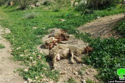 An Israeli Colonist Runs Over a Number of Heads of Sheep in ‘Ein Al-Hilweh/ Tubas Governorate