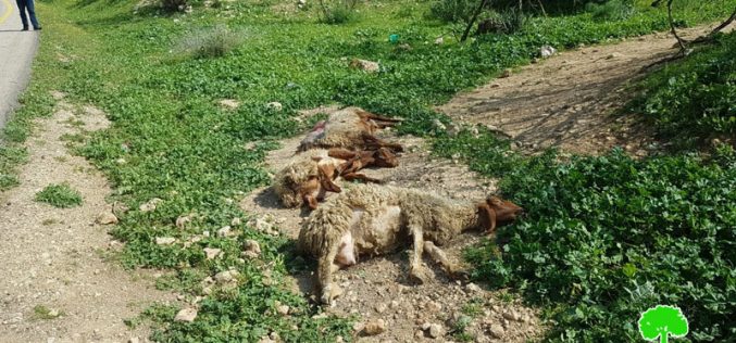 An Israeli Colonist Runs Over a Number of Heads of Sheep in ‘Ein Al-Hilweh/ Tubas Governorate