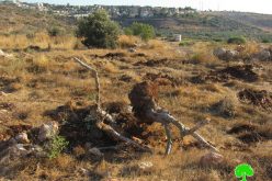 100 Olive Saplings Uprooted in Jayyous town / Qalqilya Governorate