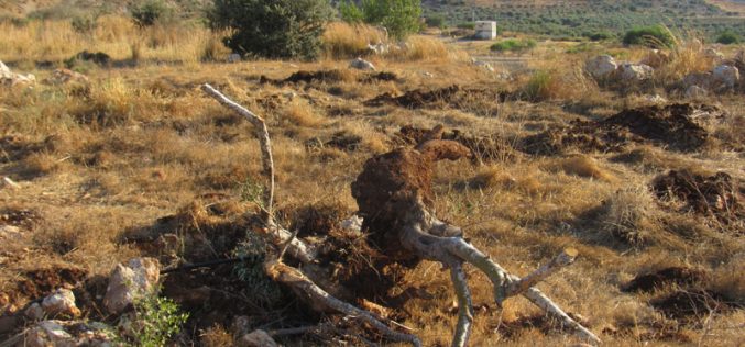 100 Olive Saplings Uprooted in Jayyous town / Qalqilya Governorate