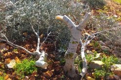 مستعمرو مستعمرة “بروخين” يعدمون 30 شجرة زيتون في بلدة كفر الديك بمحافظة سلفيت