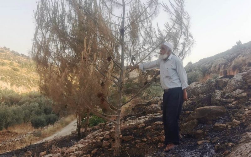 Colonists Set Fire to Olive Trees at Ar-Rihiya village south Hebron