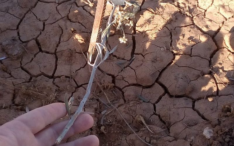 Israeli Illegal Colonists Uproot 100 Olive Saplings in Haribat An-Nabi area – Yatta / Hebron Governorate