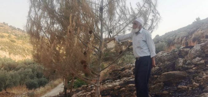 مستعمرون يحرقون أشجار زيتون ويعتدون على أراضي المواطنين في قرية الريحية جنوب الخليل