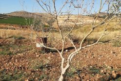 مستعمرون يسممون بالمواد الكيميائية أشجار زيتون في بلدة سنجل / محافظة رام الله