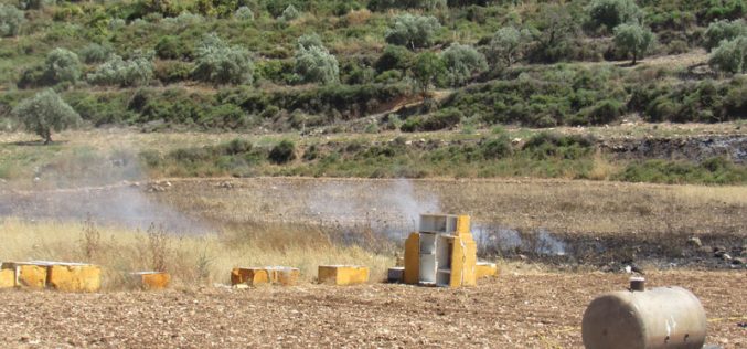 The Occupation Forces Set flames to Wheat Fields in Immatain village / Qalqilya Governorate
