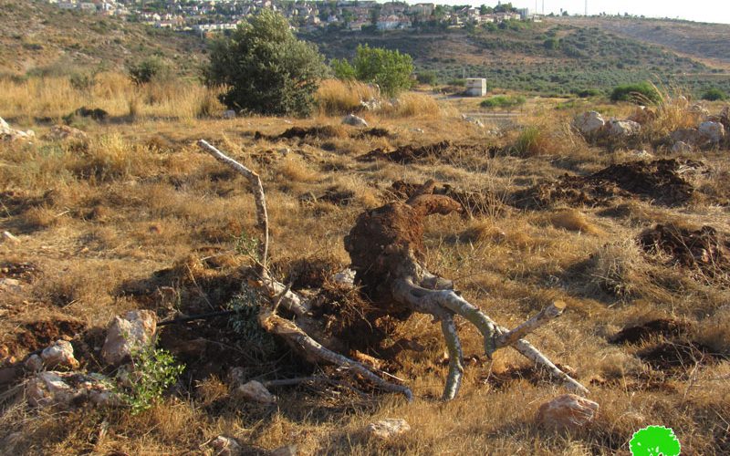 100 Olive Saplings Uprooted in Jayyous town / Qalqilya Governorate