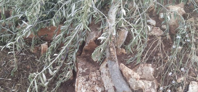 The Israeli Occupation uproot 95 olive saplings and Destroy Agricultural Structures in Kafr Ad-Dik village / Salfit Governorate