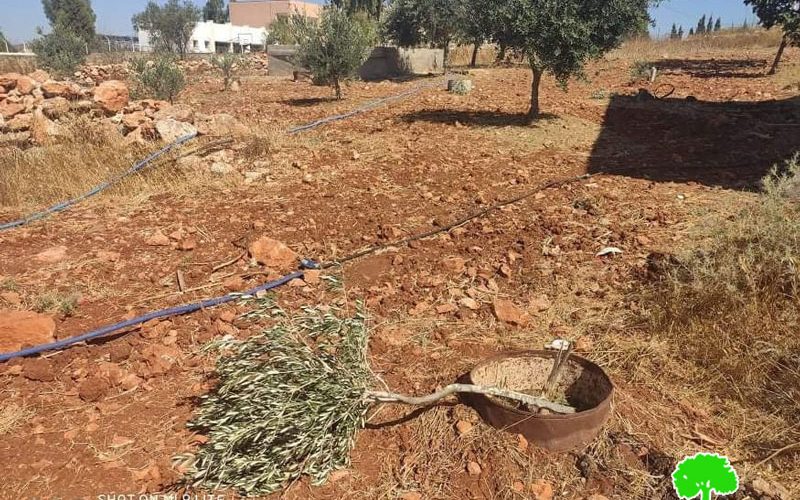 Colonists attack a farm in Jaloud village / Nablus Governorate