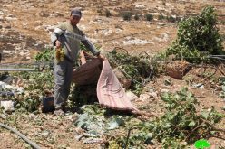 الاحتلال يجرف قطعة أرض ويقتلع المزرعات منها في واد السمن جنوب الخليل