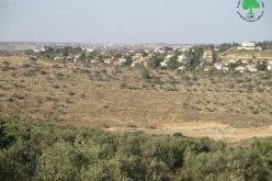 Immanuel Colony Expands on Jinsafut village lands / Qalqilya governorate