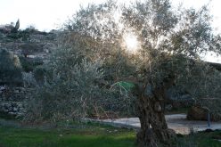 Unholy Communion between the Israeli Settlers and the Israeli Army to Wage War on Palestinian Olive Groves