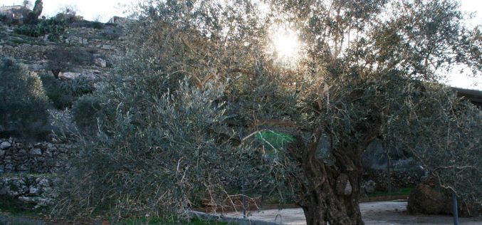 Unholy Communion between the Israeli Settlers and the Israeli Army to Wage War on Palestinian Olive Groves