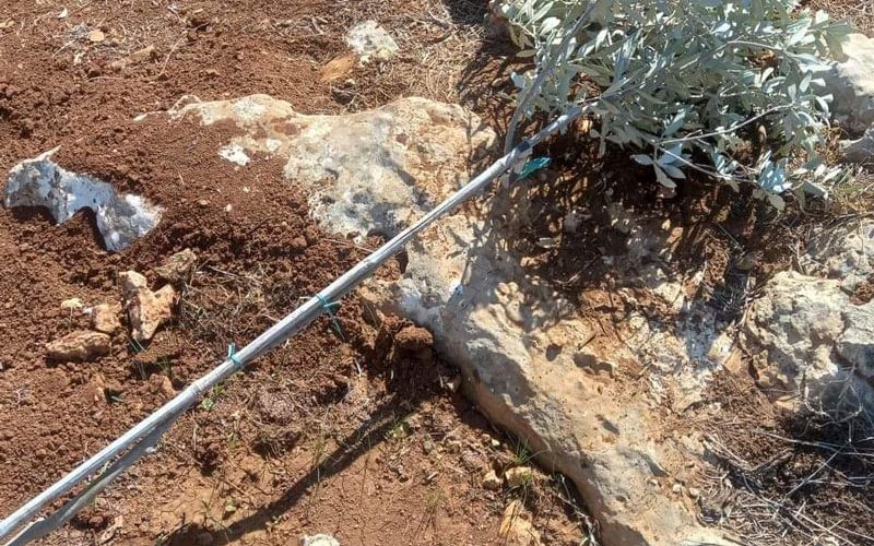 Illegal Colonists Cut Down 100 Olive Saplings in At-Tayba east Jerusalem / Hebron Governorate