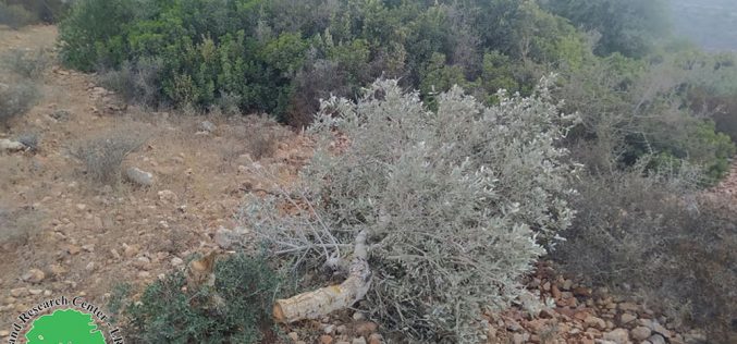 مستعمرو ” نحلئيل” يتلفون أشجار الزيتون المثمرة في بلدة المزرعة الغربية بمحافظة رام الله