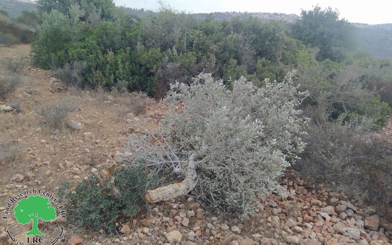 Nahliel Colonists Cut Down Fruitful Olive Trees in Al-Mazra’a Al-Gharbiya / Ramallah Governorate