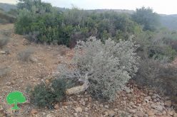 Nahliel Colonists Cut Down Fruitful Olive Trees in Al-Mazra’a Al-Gharbiya / Ramallah Governorate