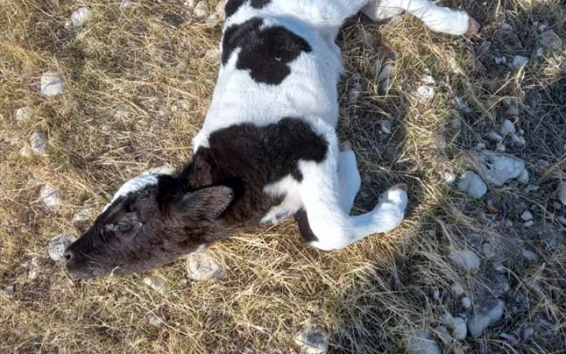 Israeli Illegal Colonist Runs Tractor over Three Calves in Umm Al-‘Abour area /Tubas Governorate