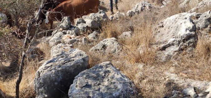 مع بدء موسم القطاف … مستعمرون يطلقون قطيعاً من الأبقار في حقول زيتون قرية كفر ثلث / محافظة قلقيلية