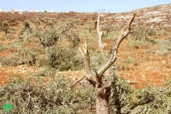 ‘Adei ‘Ad Colonists Sabotage fruitful Olive Trees in Al-Mughayyir village / Ramallah Governorate