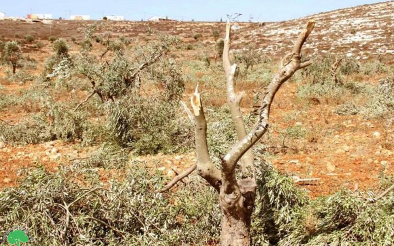 ‘Adei ‘Ad Colonists Sabotage fruitful Olive Trees in Al-Mughayyir village / Ramallah Governorate