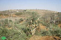 مستعمرو” عادي عاد” يقتلعون أشجار الزيتون في منطقة الظهرات  ببلدة ترمسعيا / محافظة رام الله