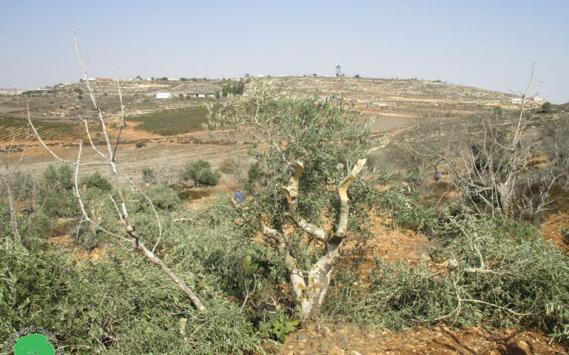 مستعمرو” عادي عاد” يقتلعون أشجار الزيتون في منطقة الظهرات  ببلدة ترمسعيا / محافظة رام الله