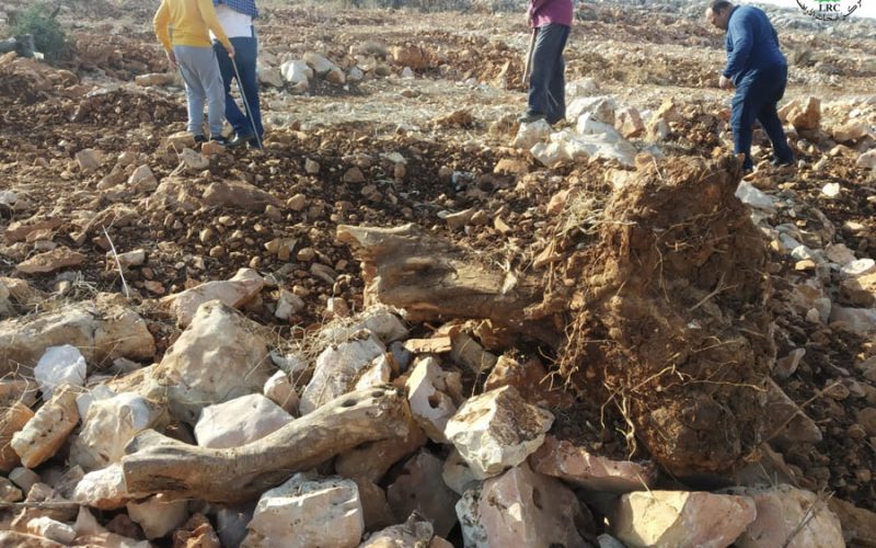 اقتلاع 250 غرسة زيتون ويدمر جدران استنادية في منطقة الخلايل/ محافظة سلفيت