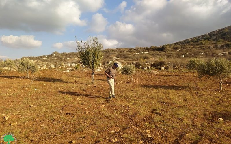 A Group of Colonists sabotage Seven Olive Saplings and Destroy a Metal Gate / Sinjil