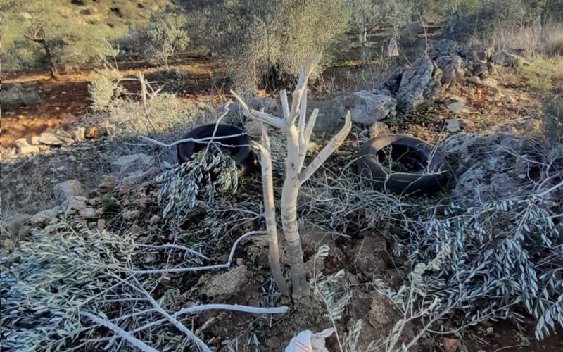 قطع وتخريب 14 شجرة زيتون على يد المستعمرين في قرية ياسوف / محافظة سلفيت