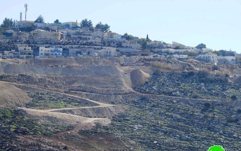 Negohot Illegal Colonists attack farmers and their farmlands in Fuqiqis village / South Hebron